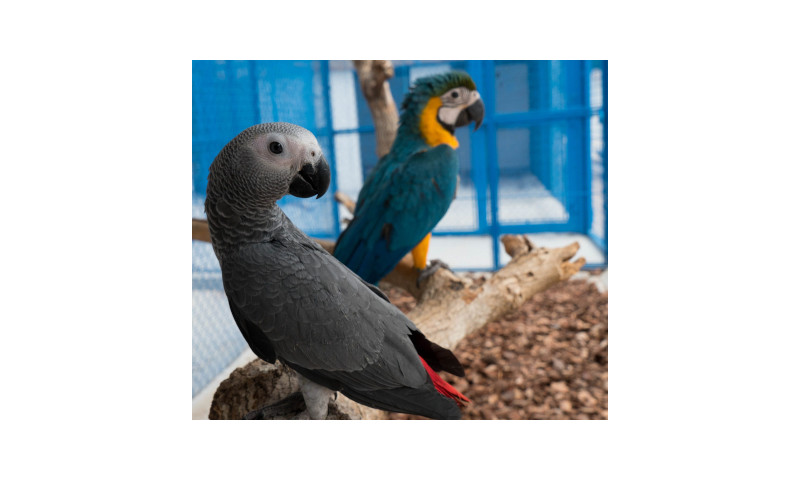 ¿Qué comen los pajaritos bebes?